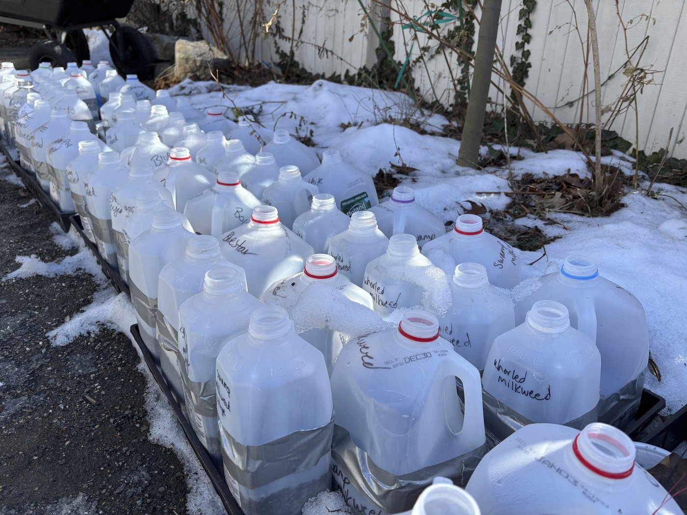 Winter sowing in upcycled containers creates stronger seedlings in spring | iNFOnews.ca