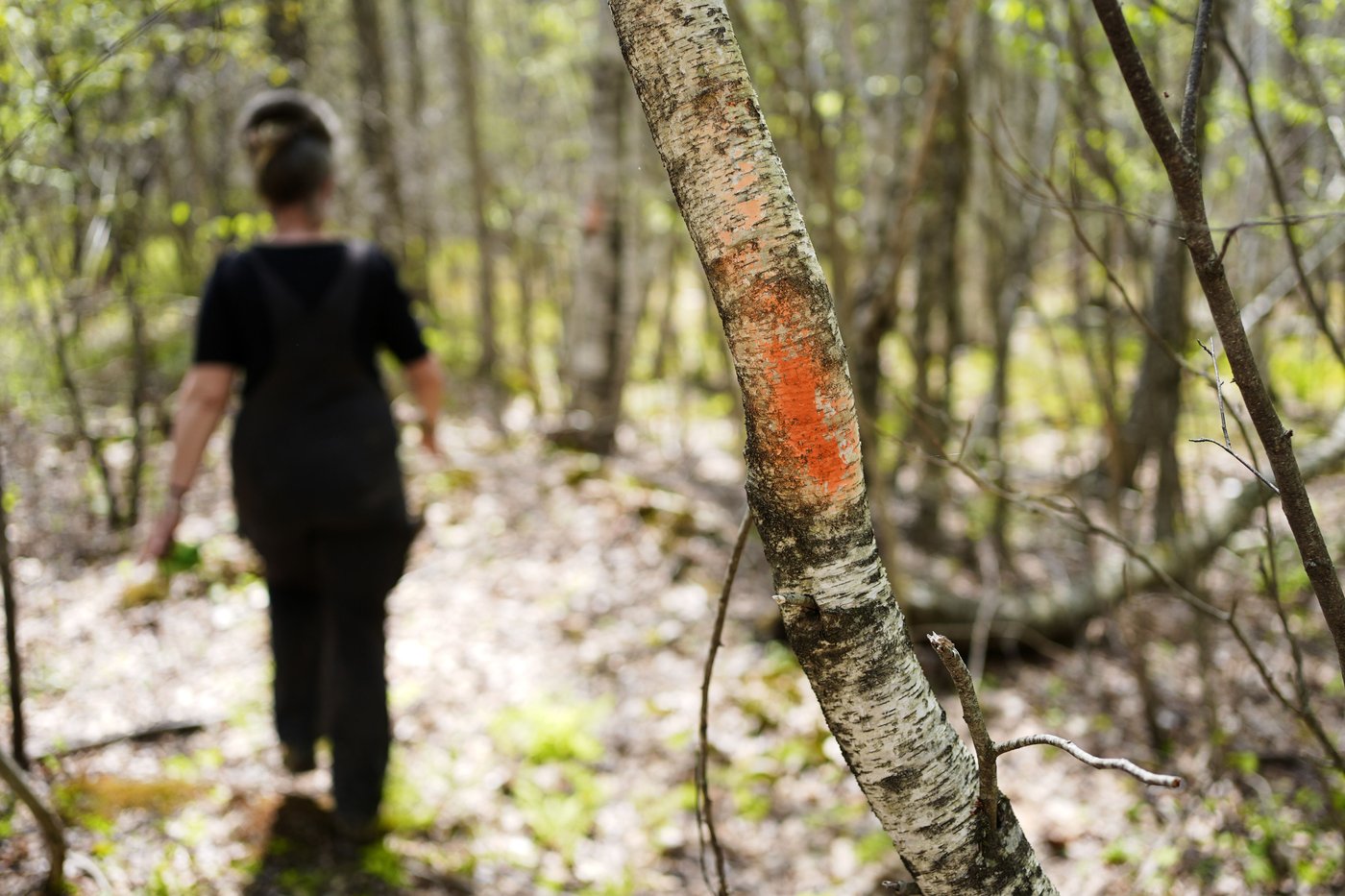 Still finding trouble in the woods: 'Blair Witch Project' star at center of Maine road dispute | iNFOnews.ca Still finding trouble in the woods: 'Blair Witch Project' star at center of Maine road dispute | iNFOnews.ca
