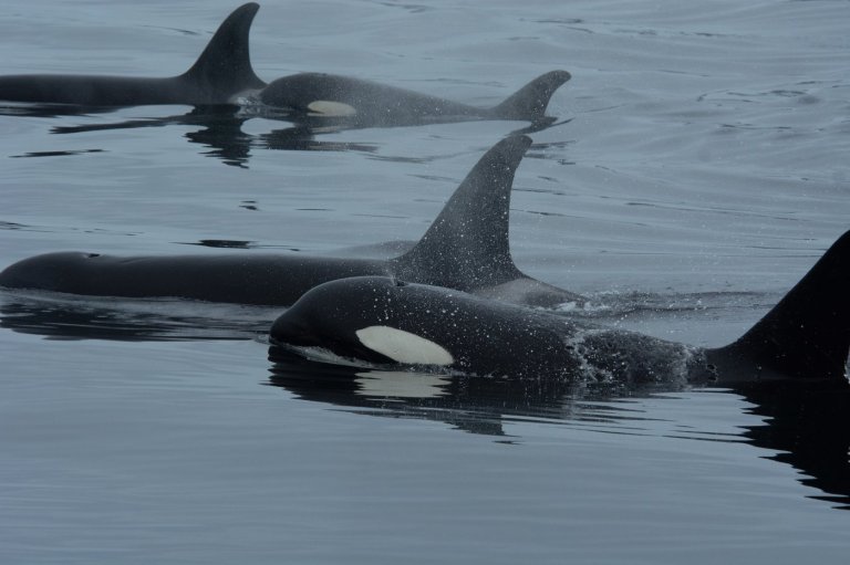 Killer whales and dolphins may be helping each other hunt of B.C. coast: new report | iNFOnews.ca