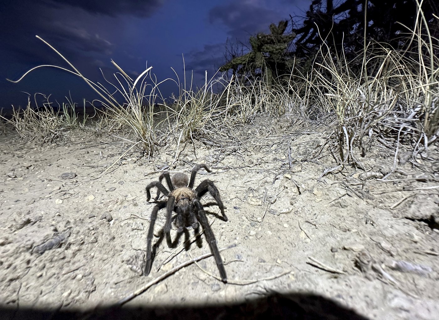 Spider lovers scurry to Colorado town in search of mating tarantulas and community | iNFOnews.ca Spider lovers scurry to Colorado town in search of mating tarantulas and community | iNFOnews.ca