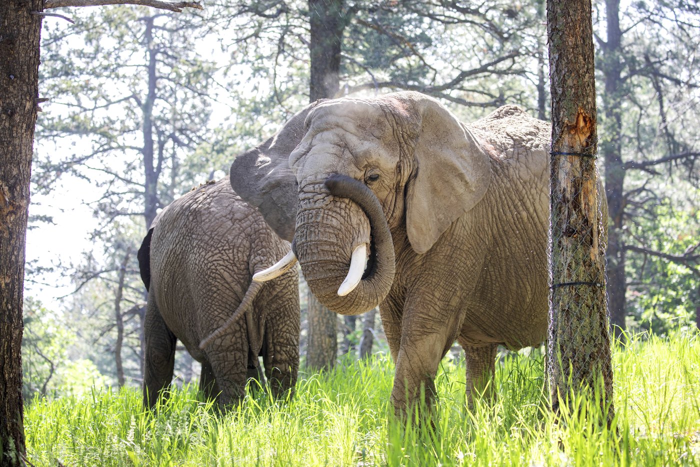 Can an elephant sue to leave a zoo? Colorado's top court must now decide | iNFOnews.ca Can an elephant sue to leave a zoo? Colorado's top court must now decide | iNFOnews.ca
