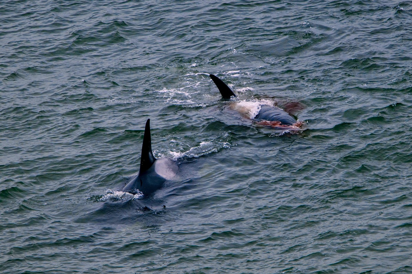 How Vancouver's urban orcas create connections and community among followers | iNFOnews.ca How Vancouver's urban orcas create connections and community among followers | iNFOnews.ca