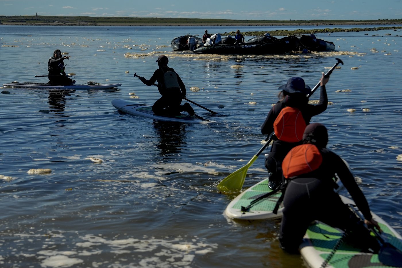 Offering a dose of healing, curious beluga whales frolic in a warming Hudson Bay | iNFOnews.ca Offering a dose of healing, curious beluga whales frolic in a warming Hudson Bay | iNFOnews.ca