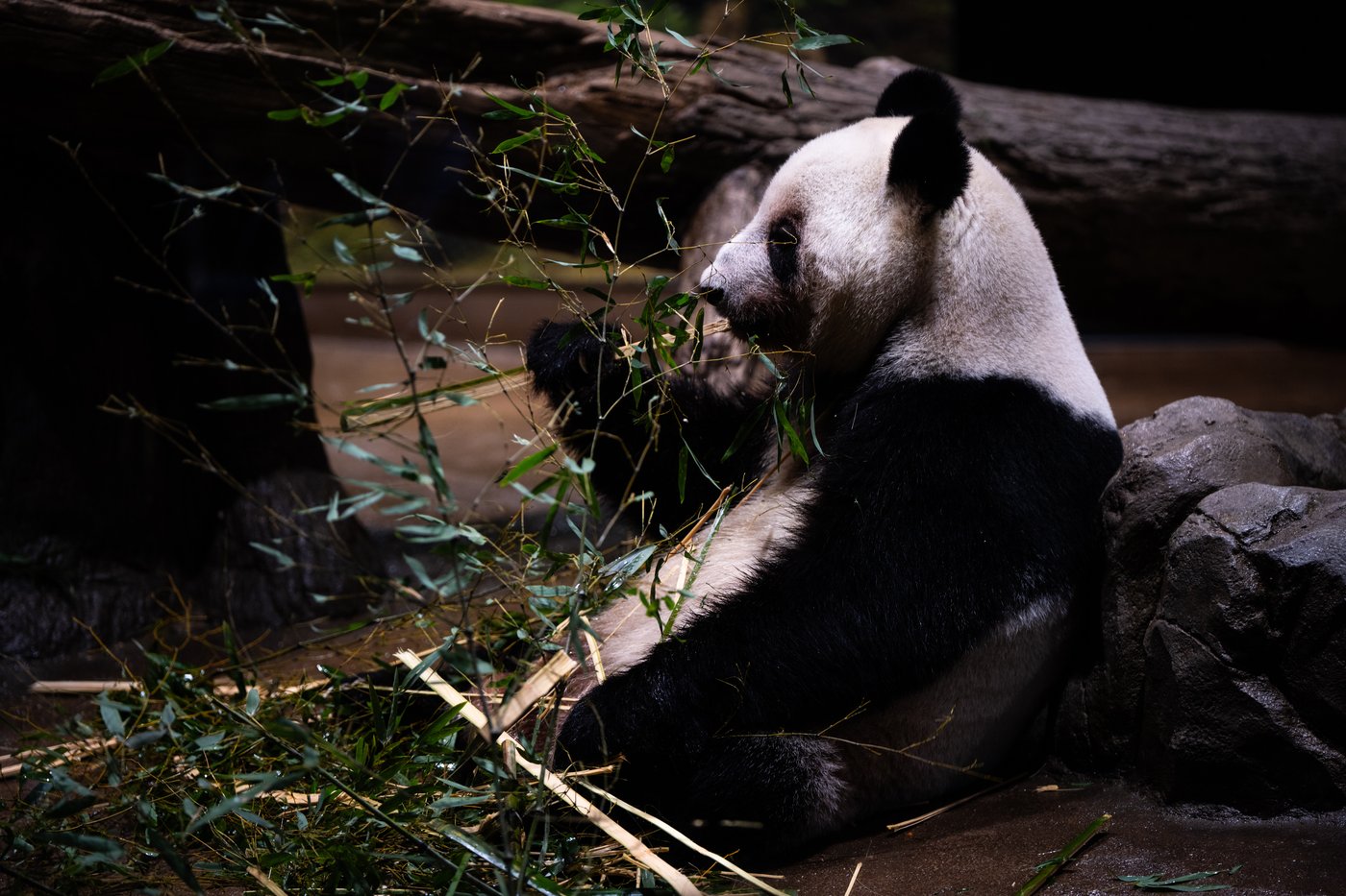 Photos shows Japan's love of pandas as twins Xiao Xiao and Lei Lei return to China | iNFOnews.ca