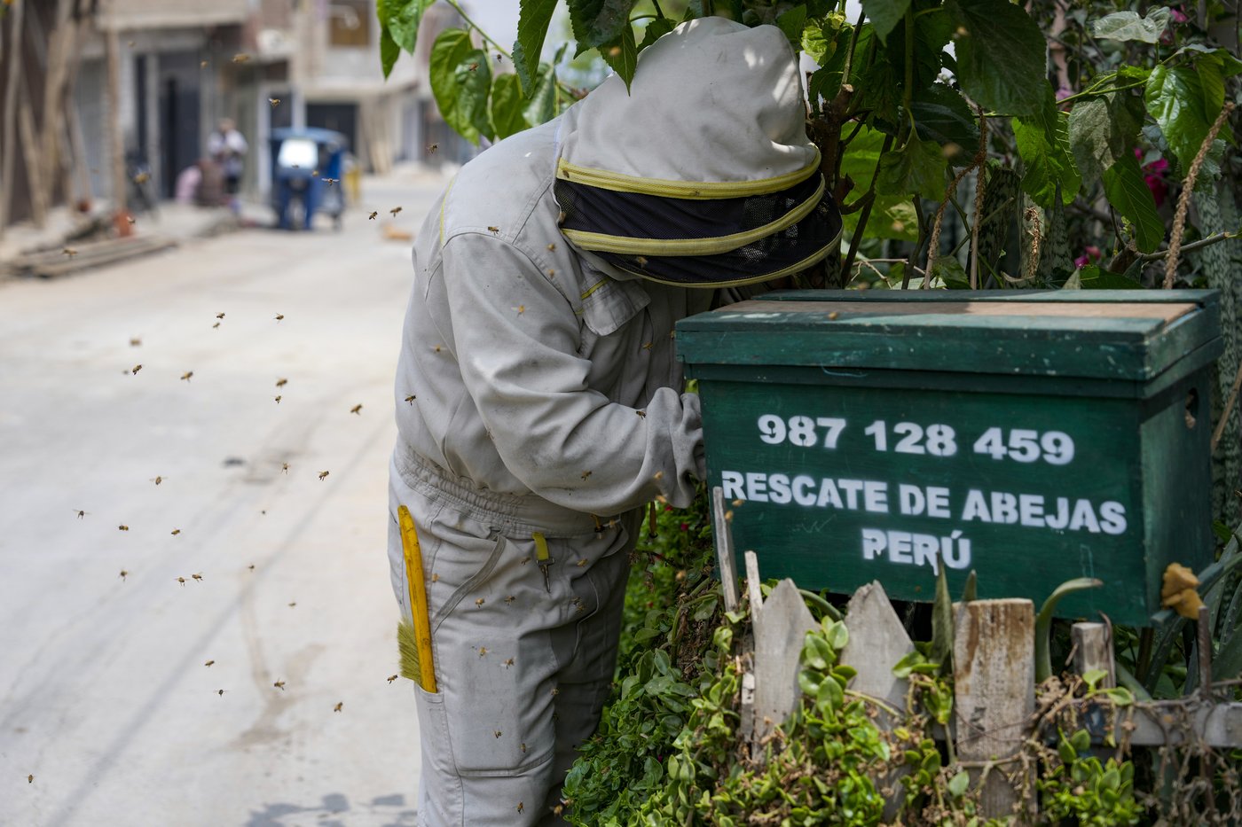Bee 'rescuer' in Peruvian capital plies his trade with passion, free of charge | iNFOnews.ca