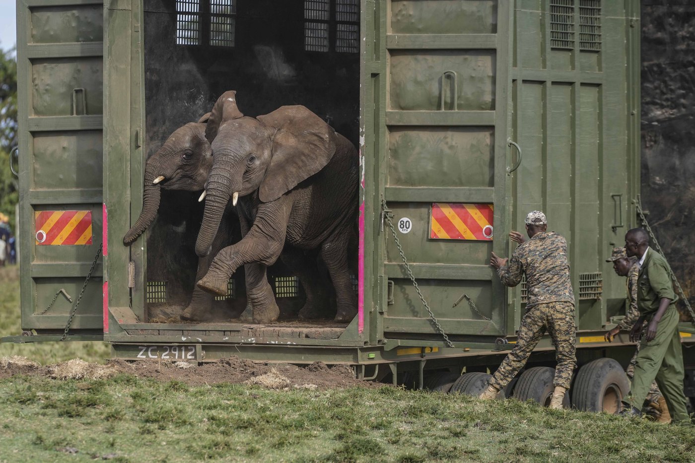 Kenya moves 50 elephants to a larger park, says it's a sign poaching is low | iNFOnews.ca Kenya moves 50 elephants to a larger park, says it's a sign poaching is low | iNFOnews.ca