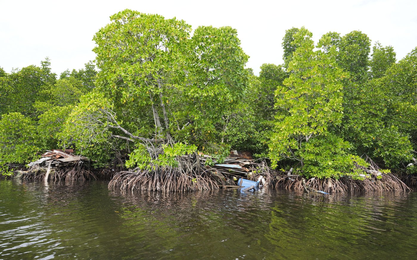 Papuan women's mangrove forest in Indonesia is increasingly threatened by development and pollution | iNFOnews.ca Papuan women's mangrove forest in Indonesia is increasingly threatened by development and pollution | iNFOnews.ca