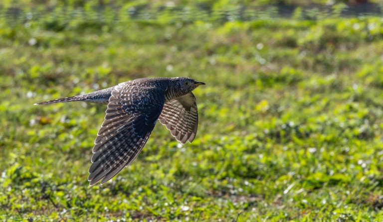 Birders going ‘cuckoo’ after unexpected sighting in New York City area | iNFOnews.ca Birders going ‘cuckoo’ after unexpected sighting in New York City area | iNFOnews.ca