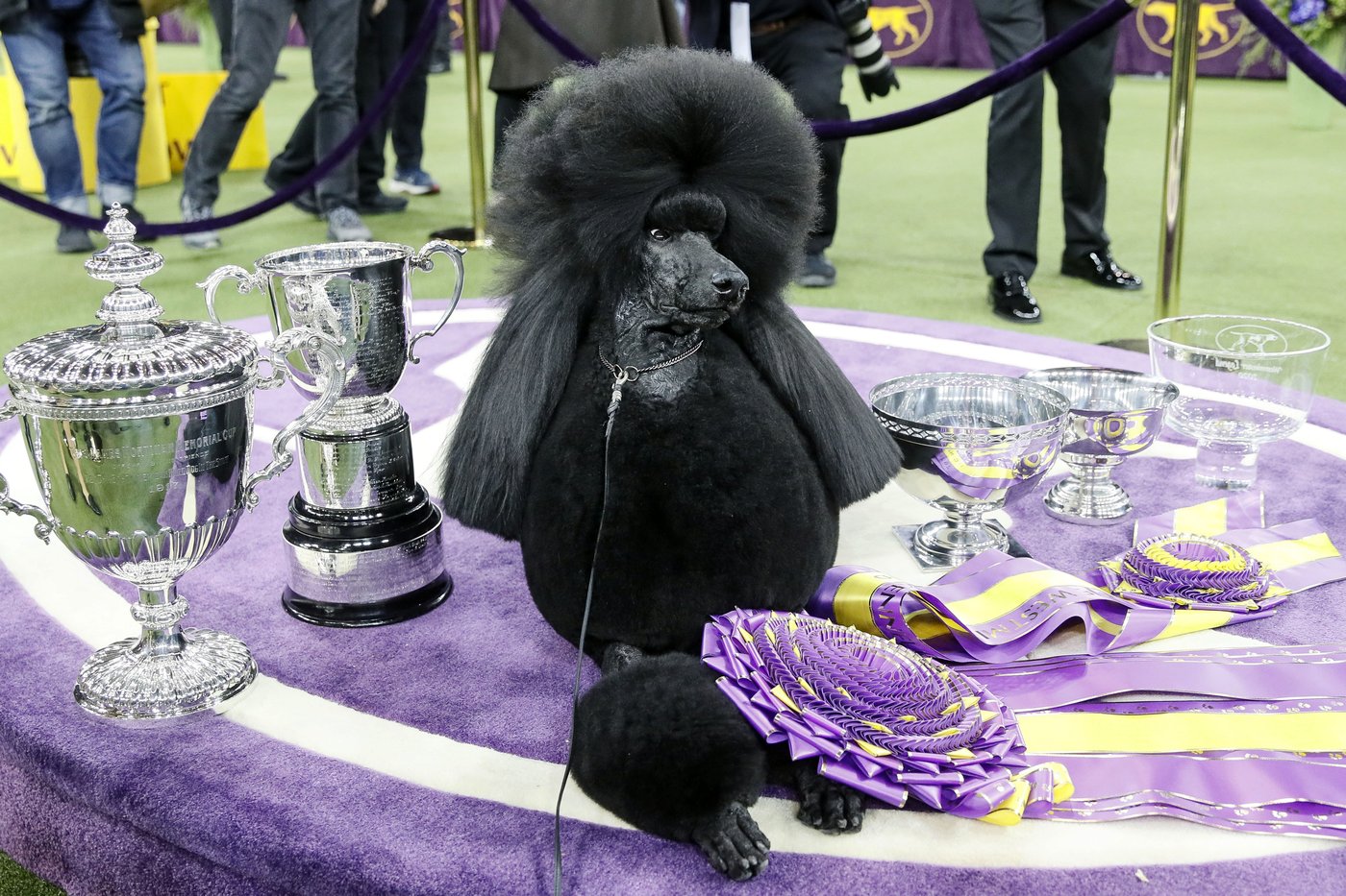 Dog Show 101: What's what at the Westminster Kennel Club | iNFOnews.ca Dog Show 101: What's what at the Westminster Kennel Club | iNFOnews.ca