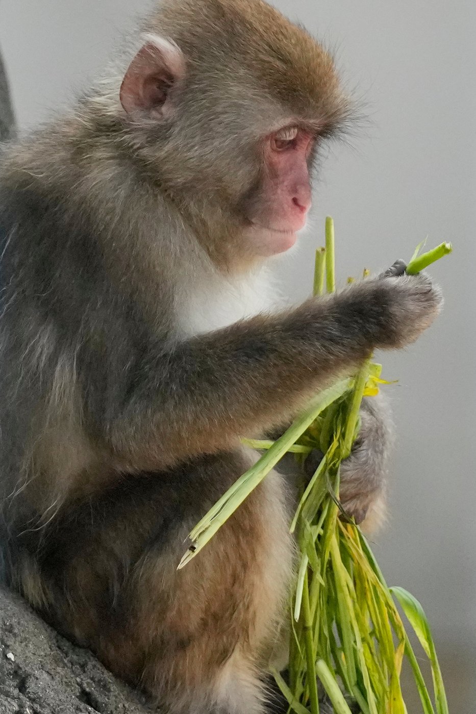Japan’s monkey sensation Punch turns 1, drawing a flood of well-wishing messages, in photos | iNFOnews.ca