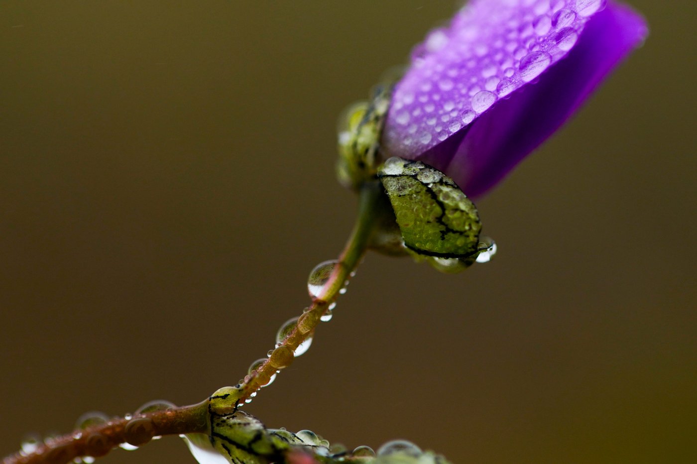 Earth’s driest desert is covered in wildflowers right now | iNFOnews.ca Earth’s driest desert is covered in wildflowers right now | iNFOnews.ca