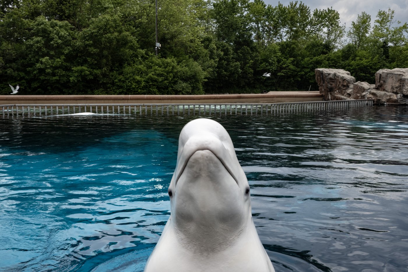 Marineland now seeking permits to ship remaining belugas to U.S.: sources | iNFOnews.ca