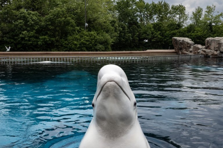 Marineland now seeking permits to ship remaining belugas to U.S.: sources | iNFOnews.ca