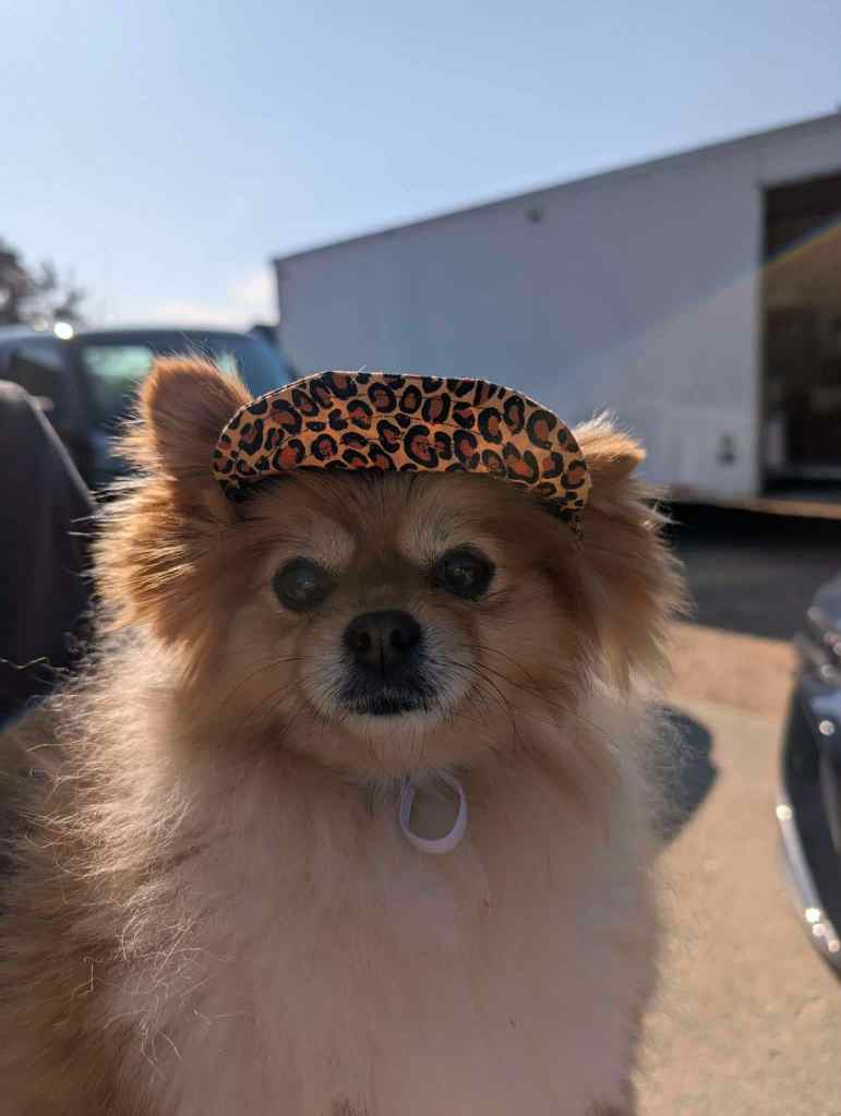 iN PHOTOS: Okanagan dachshund owner makes hats for dogs | iNFOnews.ca
