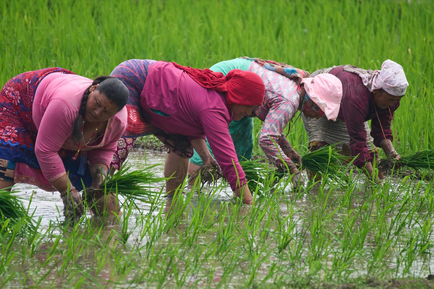 Photo show Paddy Day, the festival marking the start of the rice planting season in Nepal | iNFOnews.ca