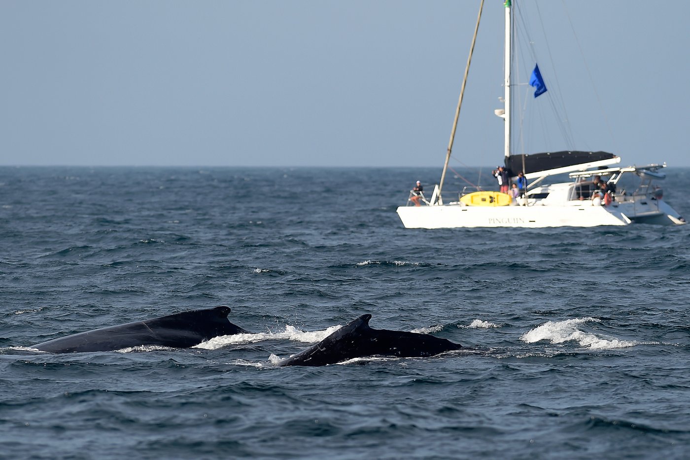 Sightings of humpback whales surge in Rio de Janeiro, fueling demand for whale-watching trips | iNFOnews.ca Sightings of humpback whales surge in Rio de Janeiro, fueling demand for whale-watching trips | iNFOnews.ca