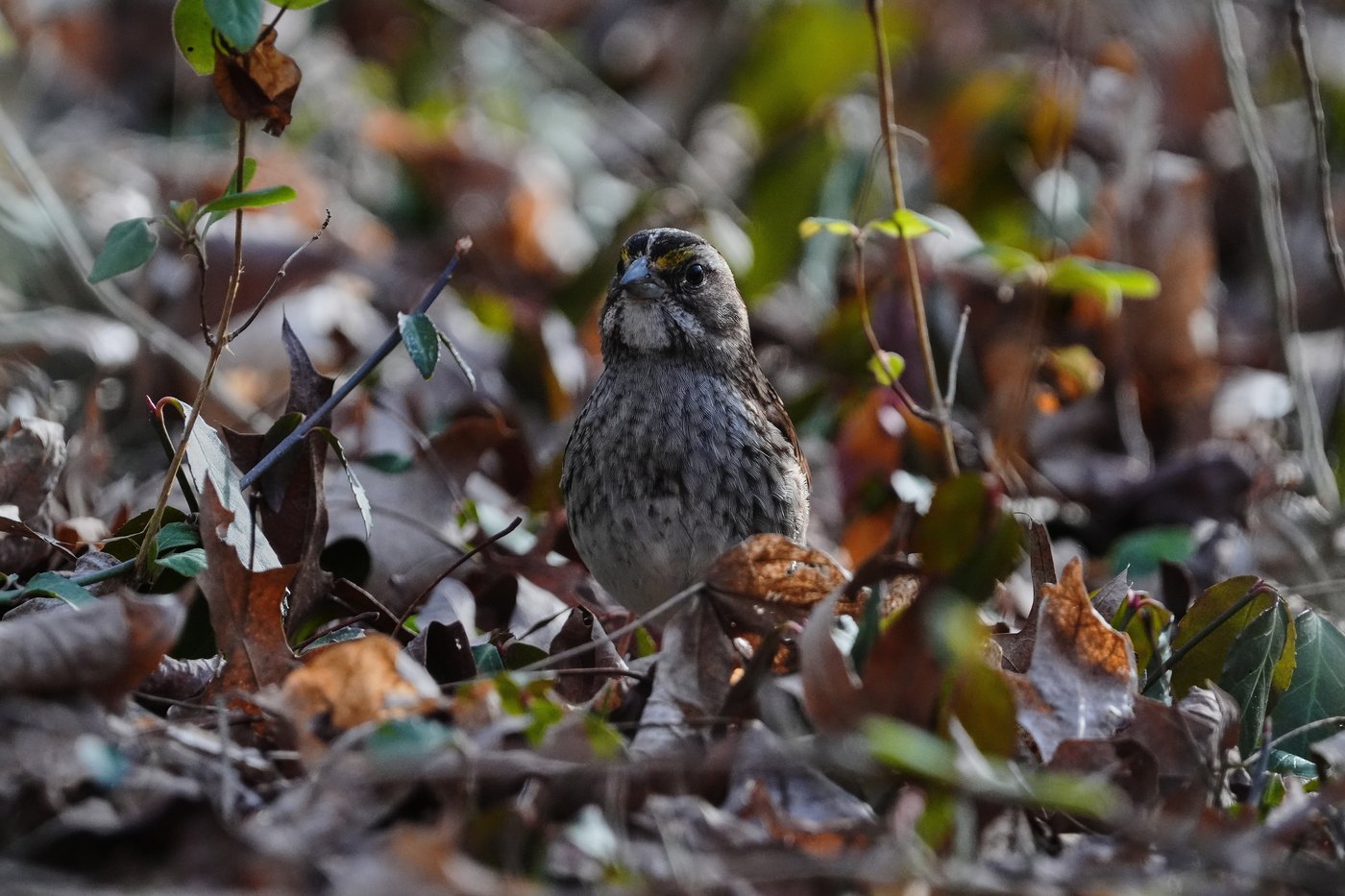 Shrinking North American bird population is getting worse faster. Experts blame agriculture, warming | iNFOnews.ca