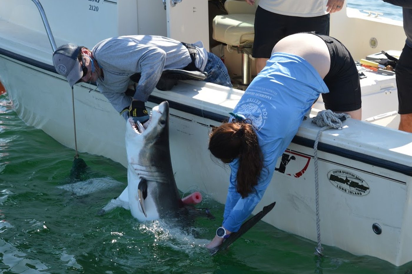 Researchers catch sharks off NY's Hamptons, attach trackers to toothy predators | iNFOnews.ca