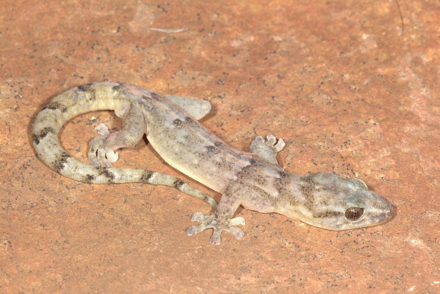This flat-bodied South African gecko was a 'lost' species. It's been found again after 34 years | iNFOnews.ca This flat-bodied South African gecko was a 'lost' species. It's been found again after 34 years | iNFOnews.ca
