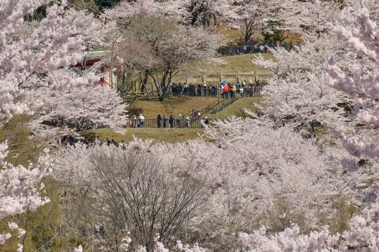 Japanese town sours on the crowds coming to see cherry blossoms and Mount Fuji | iNFOnews.ca