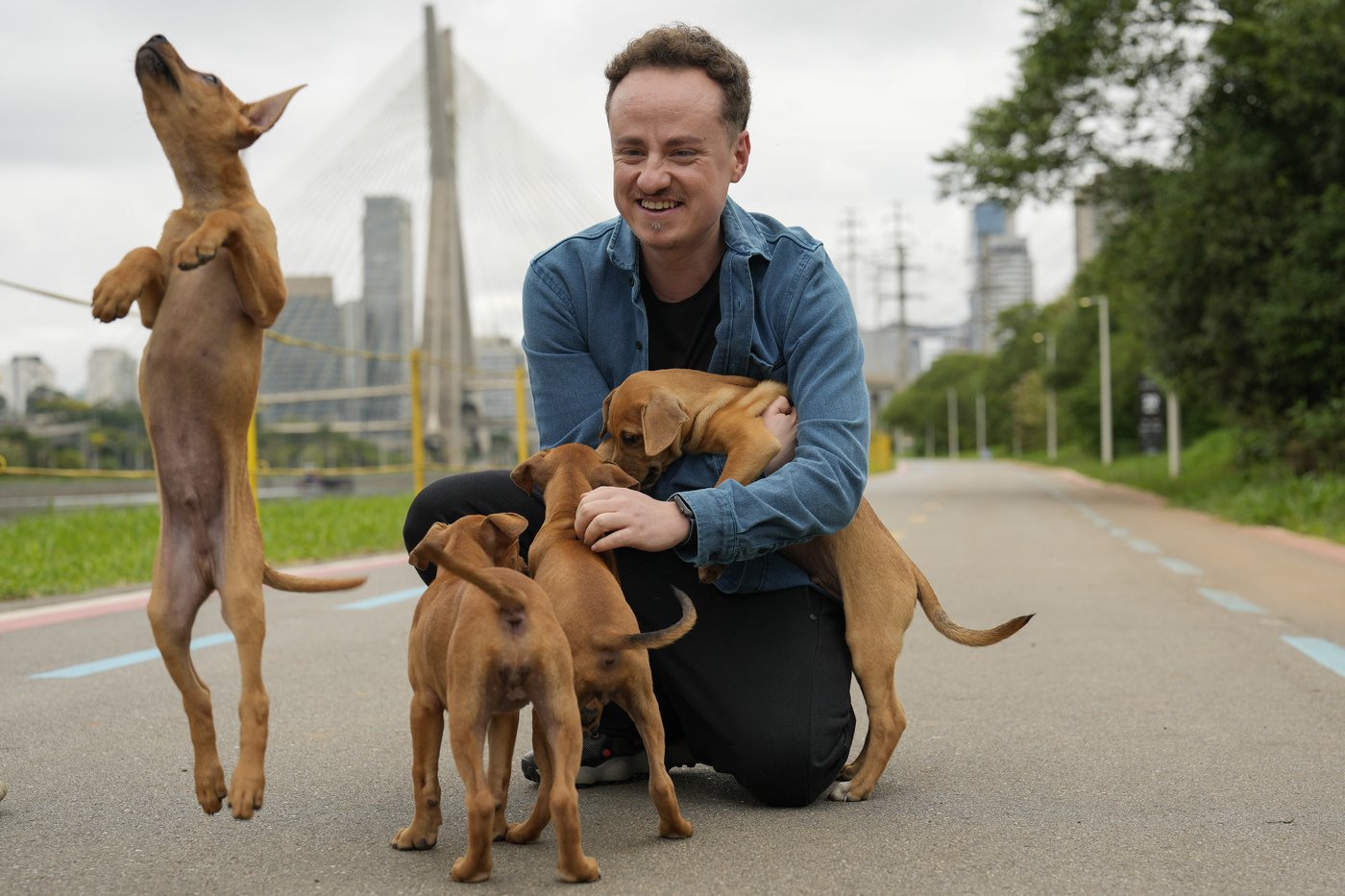 These Brazilian caramel-colored stray dogs were long overlooked. Now, they're having a major moment | iNFOnews.ca