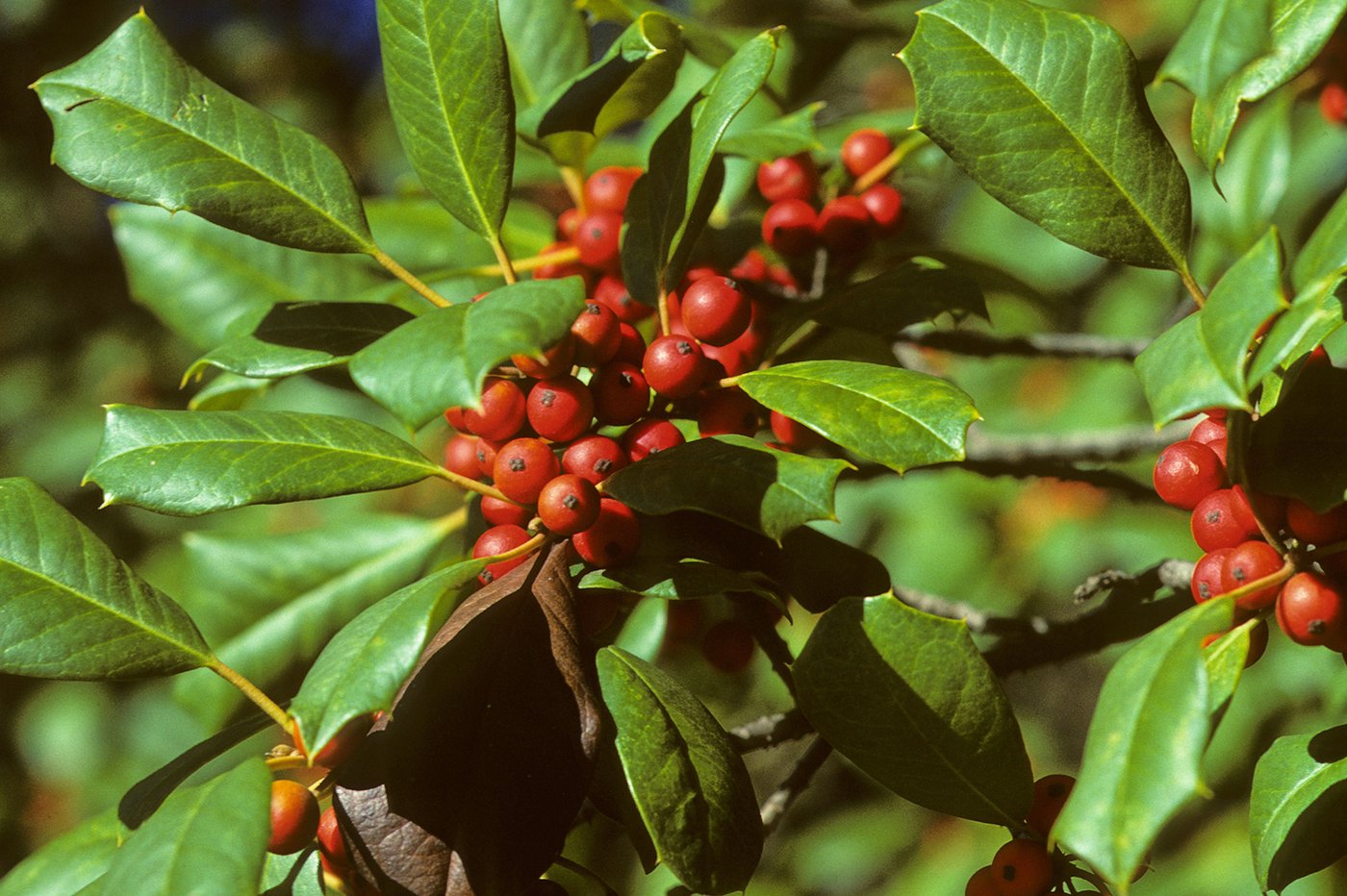 Deck your garden with boughs of holly, a plant rich in symbolism and evergreen beauty | iNFOnews.ca