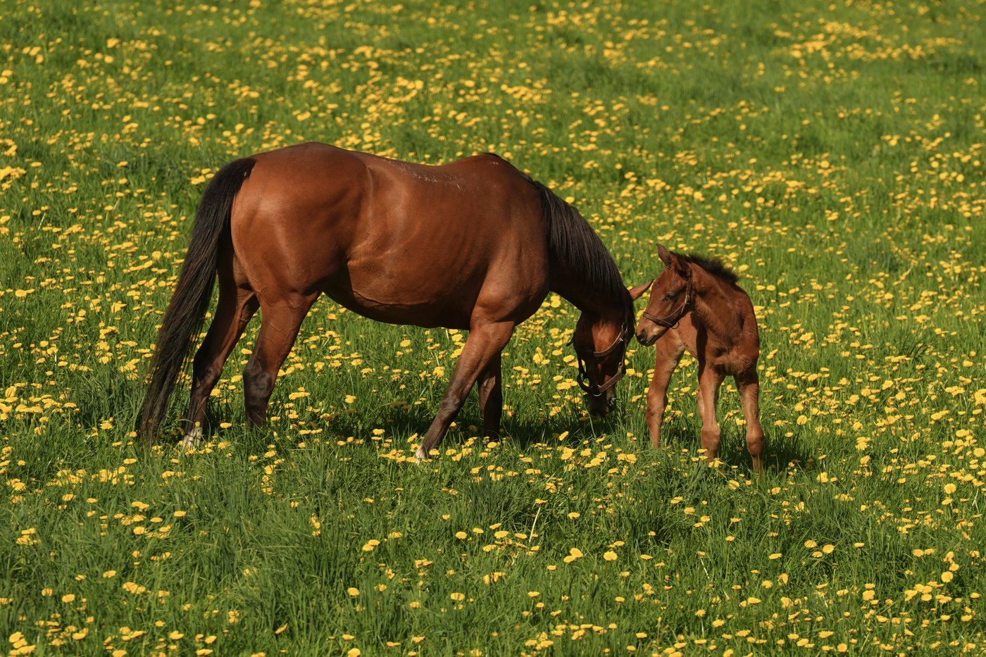 Photo Gallery: The next generation: Inside one of Canada's premier foaling stables | iNFOnews.ca