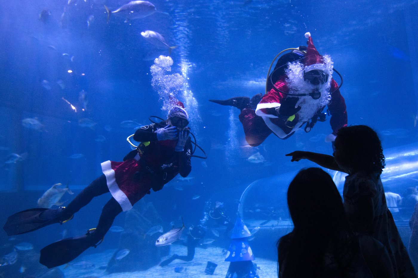 Santa Claus joins sharks for a holiday swim at a Rio de Janeiro aquarium | iNFOnews.ca
