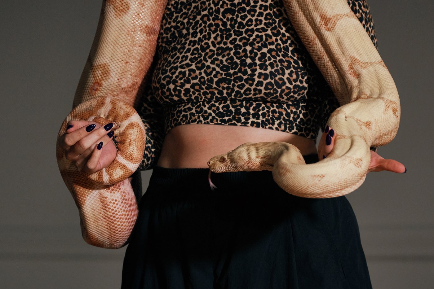 Photos show snakes auditioning for a role at New York’s Metropolitan Opera | iNFOnews.ca