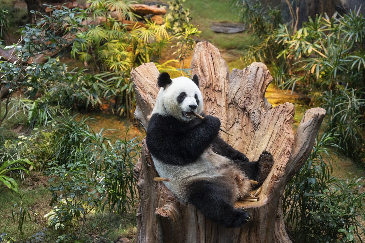 PHOTO COLLECTION: Hong Kong Panda | iNFOnews.ca PHOTO COLLECTION: Hong Kong Panda | iNFOnews.ca