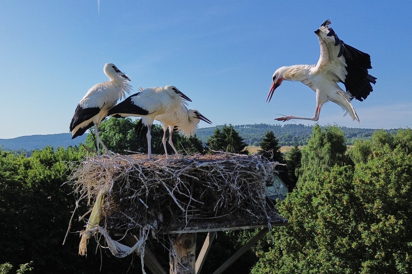 People aren’t the only ones hit by heat. What to do if you see wildlife affected by hot temperatures | iNFOnews.ca