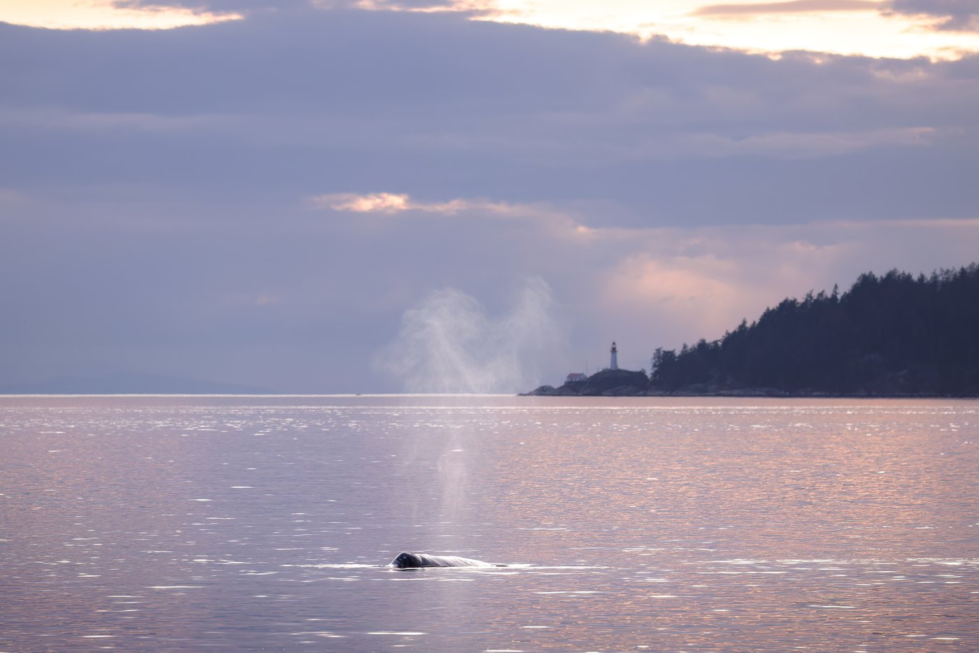 Grey whale 'Little Patch' mesmerizes, sparks connection in Metro Vancouver | iNFOnews.ca Grey whale 'Little Patch' mesmerizes, sparks connection in Metro Vancouver | iNFOnews.ca