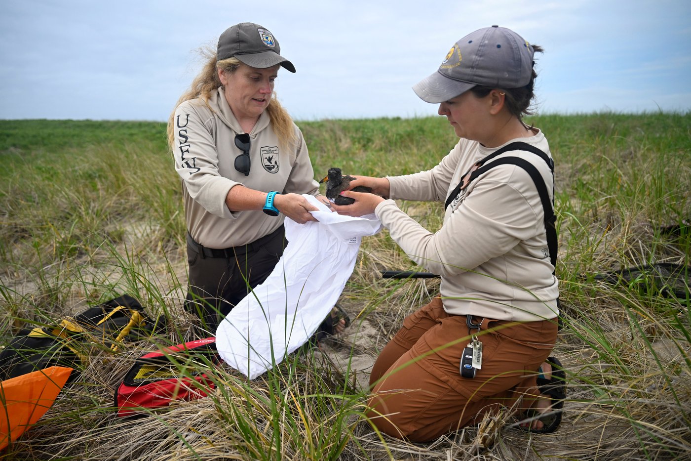 Oystercatchers, known for sharp bills and beady eyes, are making a comeback thanks to conservation | iNFOnews.ca