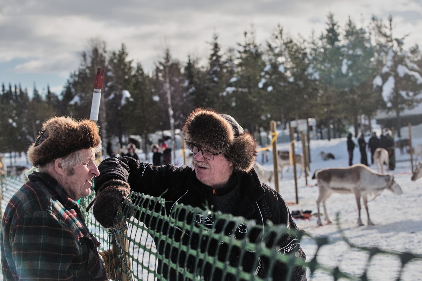 Photos show Salla Porocup reindeer sprint racing event in Finland | iNFOnews.ca