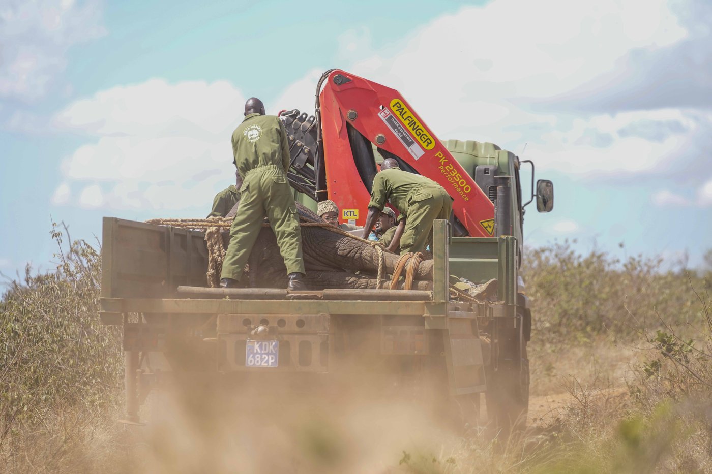 Kenya moves 50 elephants to a larger park, says it's a sign poaching is low | iNFOnews.ca Kenya moves 50 elephants to a larger park, says it's a sign poaching is low | iNFOnews.ca