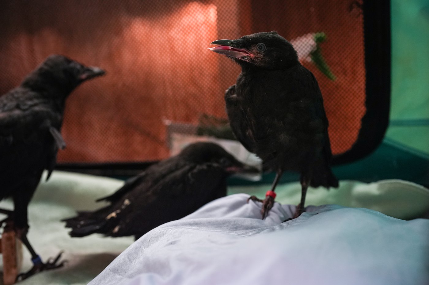 Dive-bombed or not, Vancouverites are still pro-crow, researchers say | iNFOnews.ca