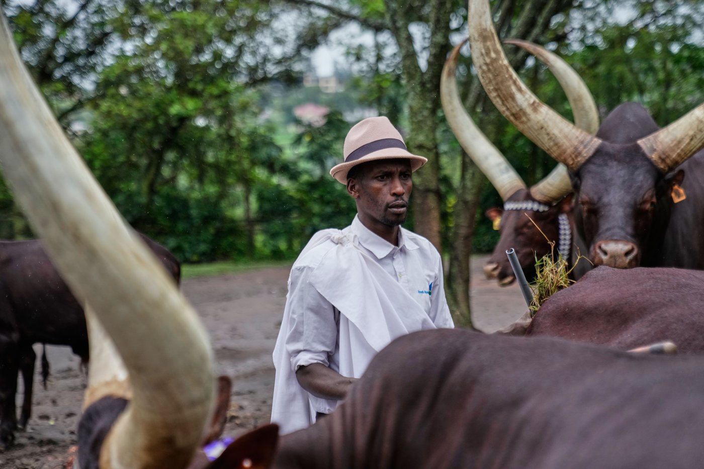 In Rwanda, a royal herd of cattle is treated to poetry and cultural reverence | iNFOnews.ca In Rwanda, a royal herd of cattle is treated to poetry and cultural reverence | iNFOnews.ca