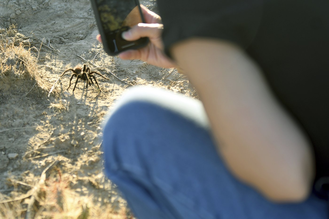 Spider lovers scurry to Colorado town in search of mating tarantulas and community | iNFOnews.ca Spider lovers scurry to Colorado town in search of mating tarantulas and community | iNFOnews.ca