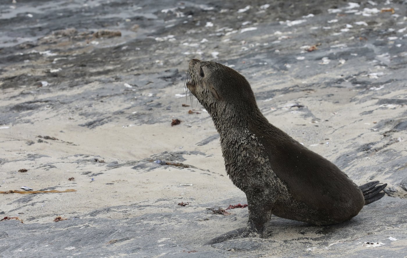 Scientists in South Africa say they have identified the first known outbreak of rabies in seals | iNFOnews.ca Scientists in South Africa say they have identified the first known outbreak of rabies in seals | iNFOnews.ca
