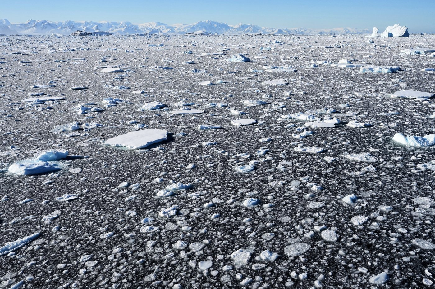 In Antarctica, photos show a remote area teeming with life amid growing risks from climate change | iNFOnews.ca