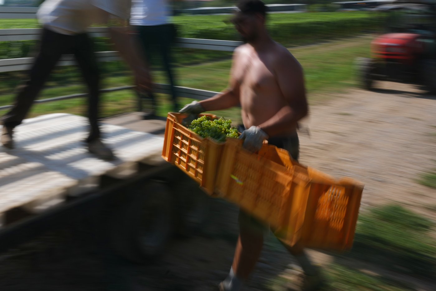 Photos show Italian winemakers harvesting grapes earlier due to extreme heat | iNwine