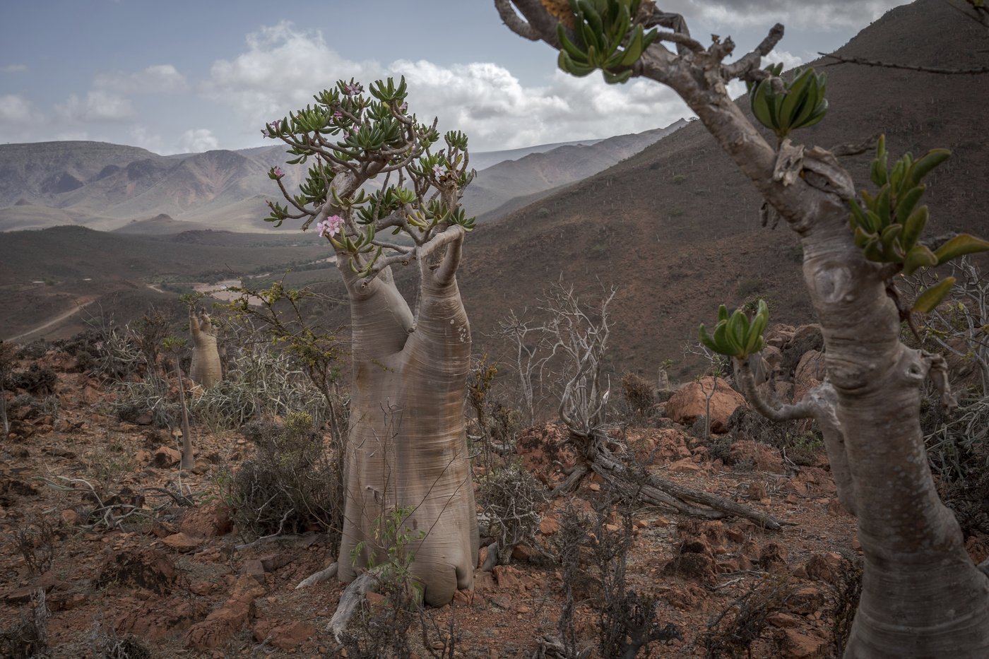 These surreal trees survived for centuries. Scientists worry for their future | iNFOnews.ca These surreal trees survived for centuries. Scientists worry for their future | iNFOnews.ca