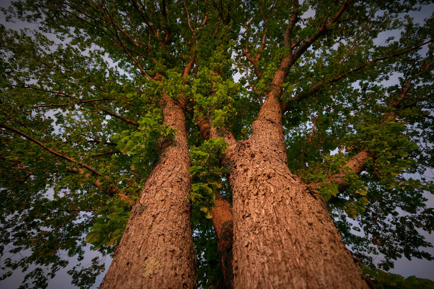 A new generation of elm trees could be equipped to beat the disease that killed the parents | iNFOnews.ca A new generation of elm trees could be equipped to beat the disease that killed the parents | iNFOnews.ca
