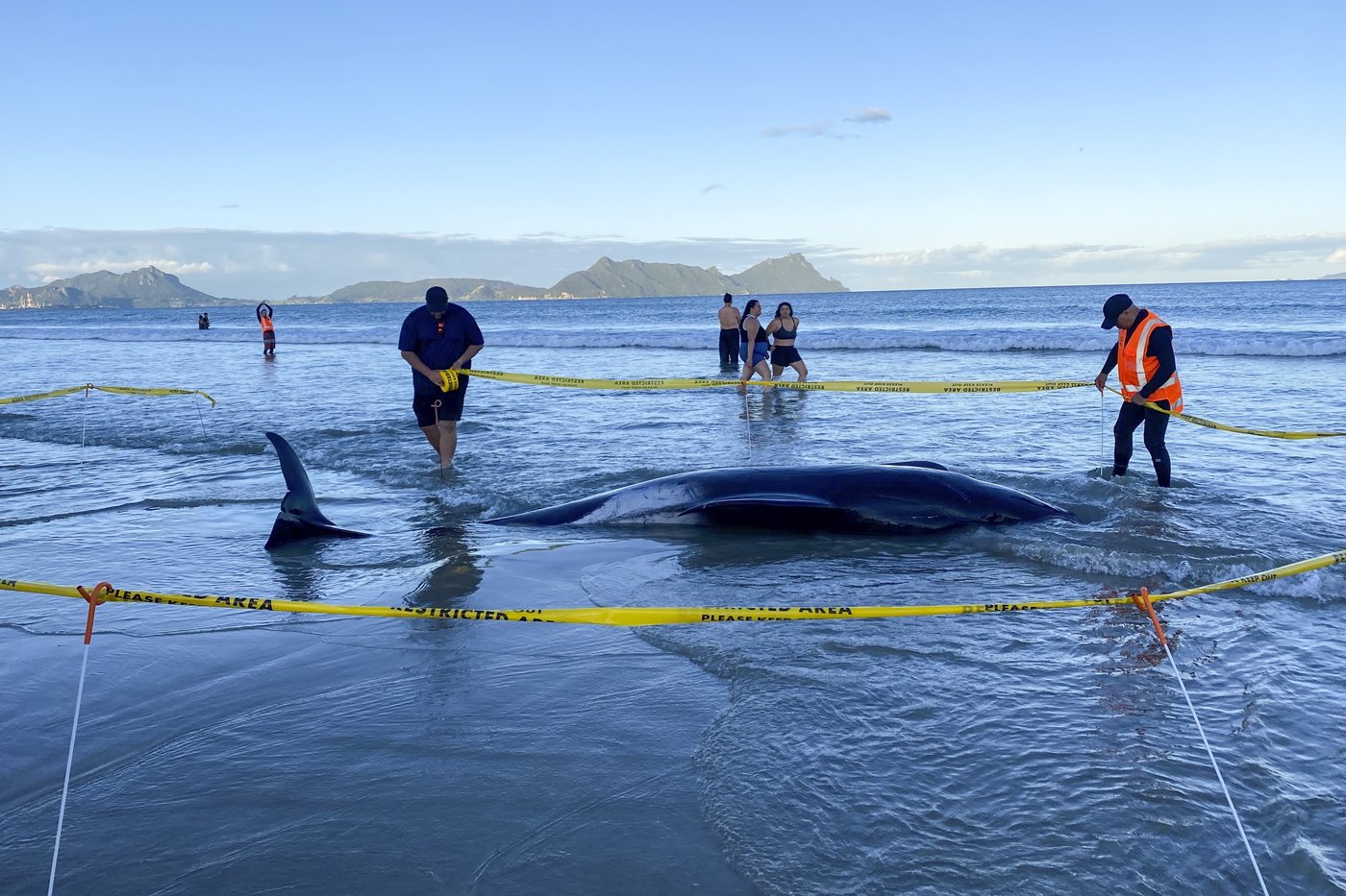 New Zealanders save more than 30 stranded whales by lifting them on sheets | iNFOnews.ca New Zealanders save more than 30 stranded whales by lifting them on sheets | iNFOnews.ca
