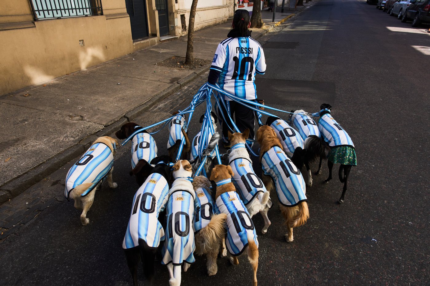 One Extraordinary Photo: Argentine dog walker reflects country's World Cup passion | iNFOnews.ca One Extraordinary Photo: Argentine dog walker reflects country's World Cup passion | iNFOnews.ca