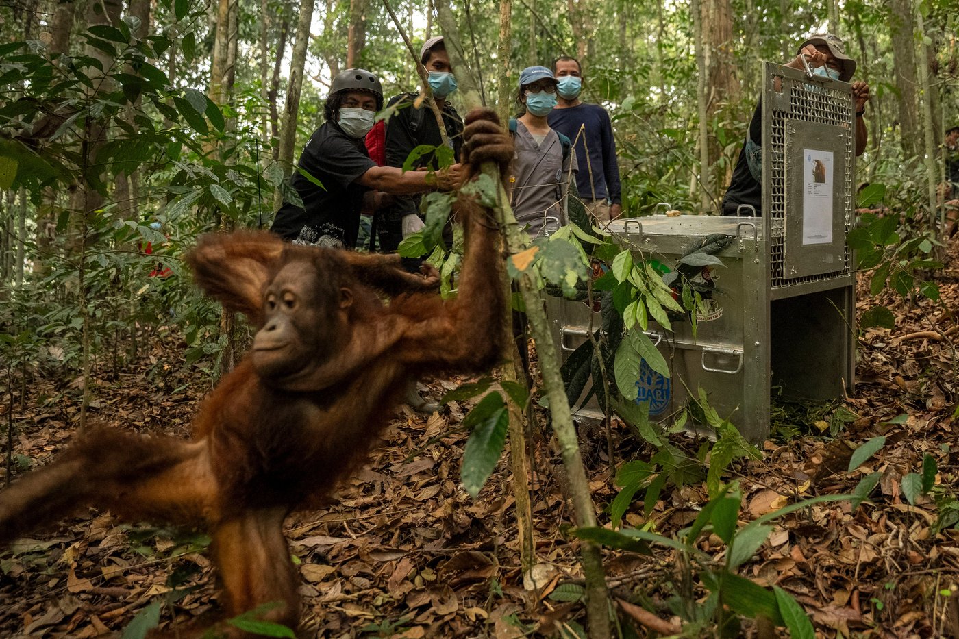 Indonesia relocates 8 orangutans into protected forest after rescue from wildfires | iNFOnews.ca