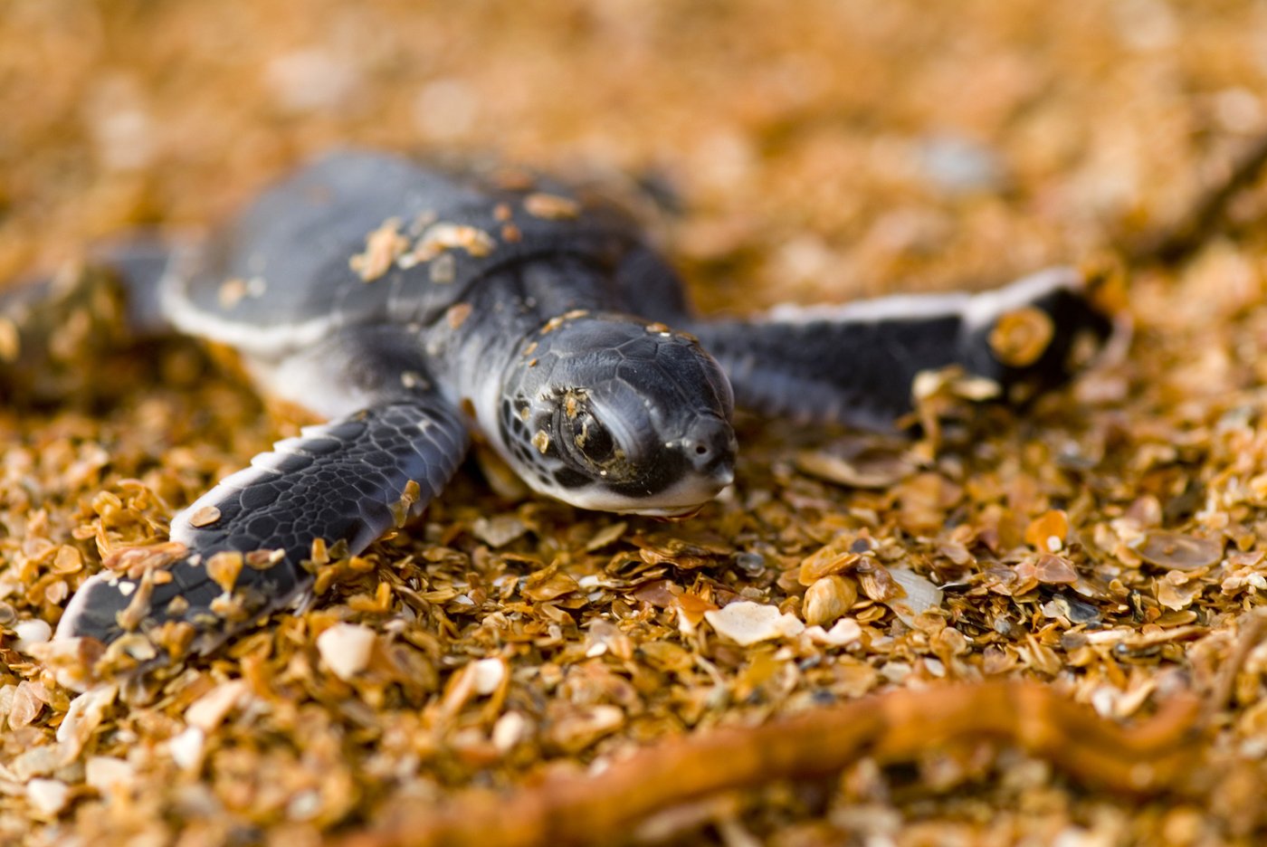 Endangered sea turtle populations show signs of recovery in more than half the world, survey finds | iNFOnews.ca