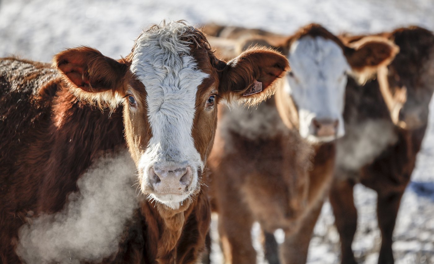 Cattle associations have beef with potential Mercosur trade deal | iNFOnews.ca