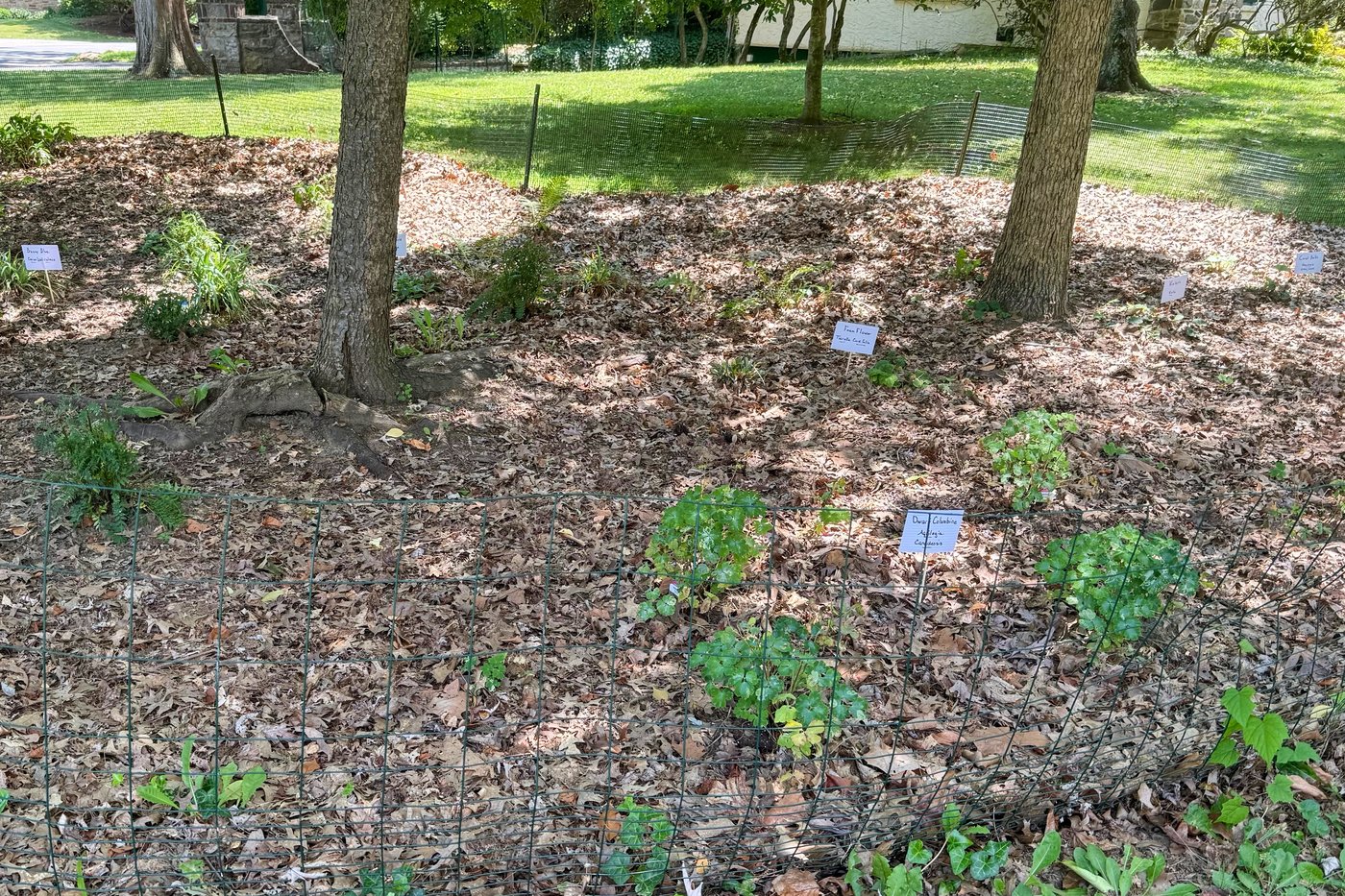 Give caterpillars a 'soft landing' under your trees. The ecosystem will thank you | iNFOnews.ca