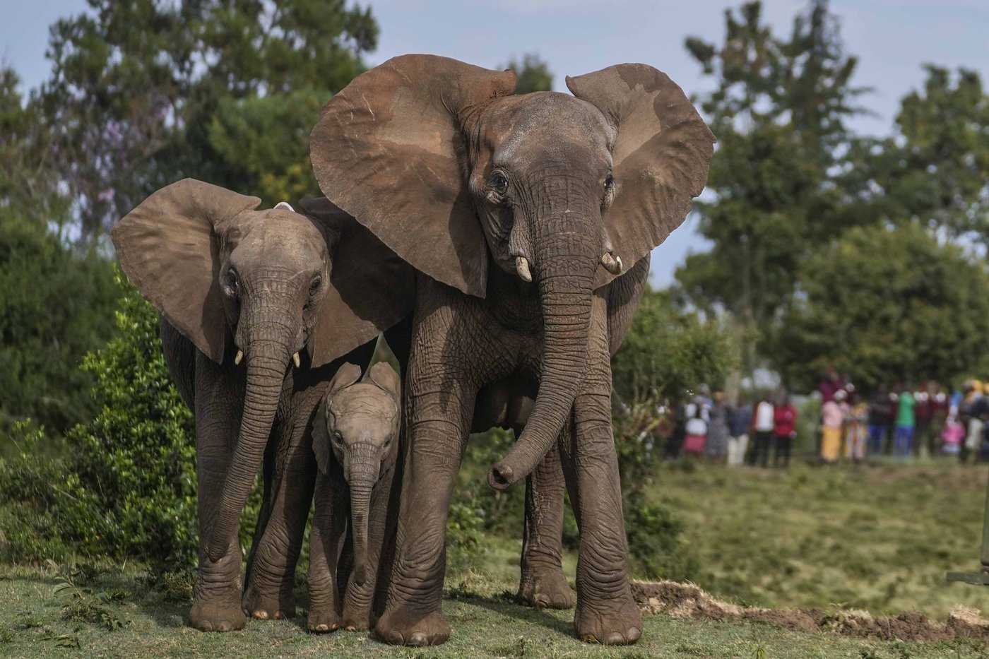 Kenya moves 50 elephants to a larger park, says it's a sign poaching is low | iNFOnews.ca Kenya moves 50 elephants to a larger park, says it's a sign poaching is low | iNFOnews.ca